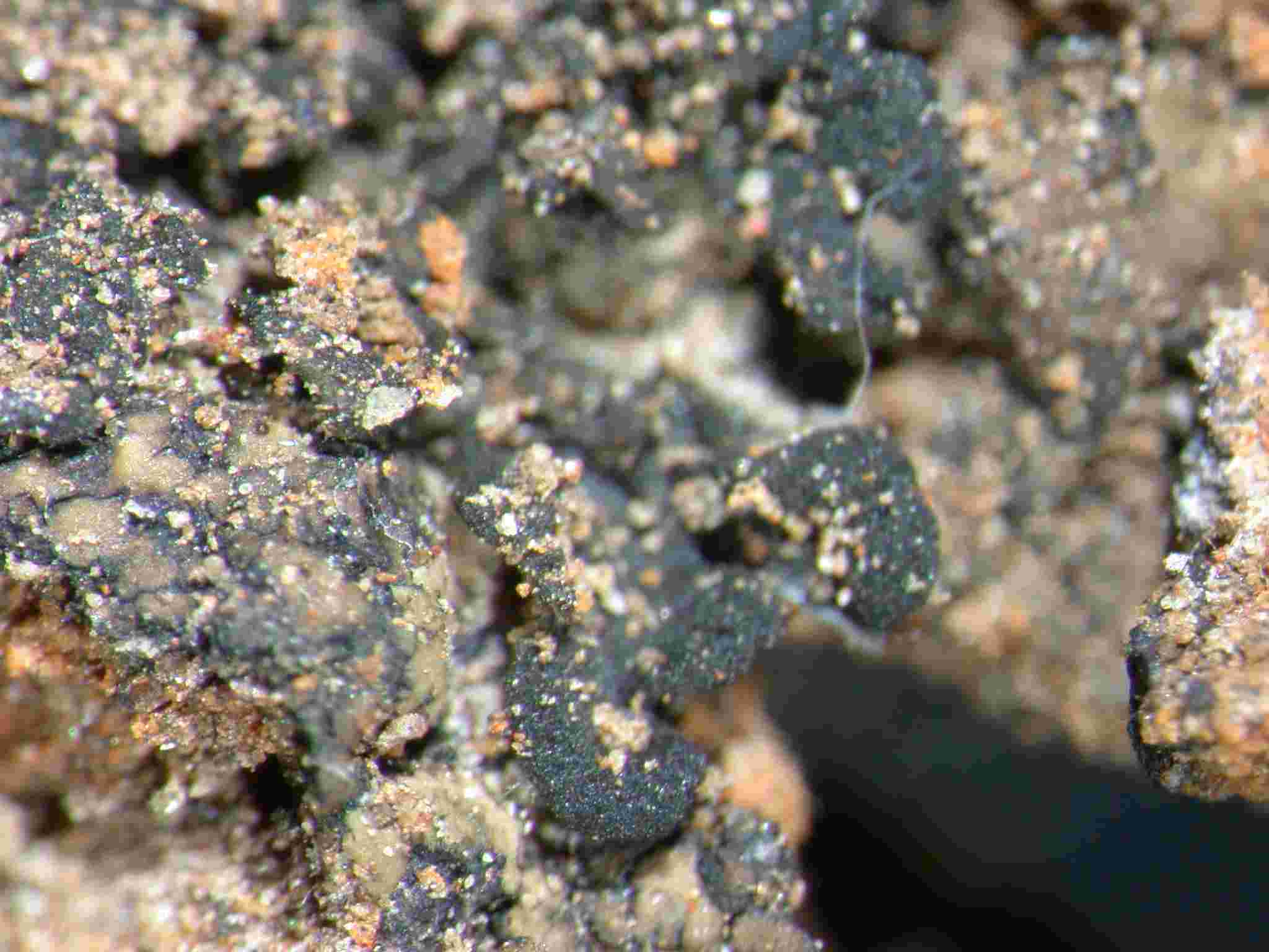 [Enchylium tenax]